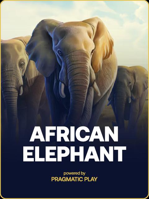 african elephant